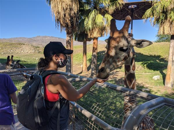 Mrs. Schmitt feeding a giraffe