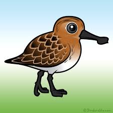 Brown Sandpiper Bird on Green Grass with Blue Sky
